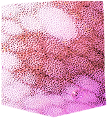 XLEWES - el pulpo de dos puntos de California